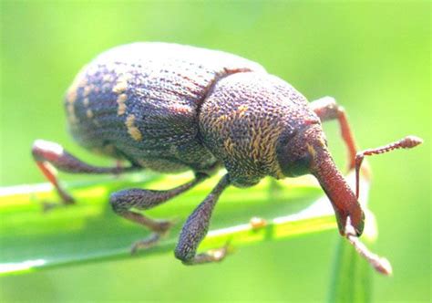 Pine weevil | Wood-boring, Bark-feeding, Pest | Britannica