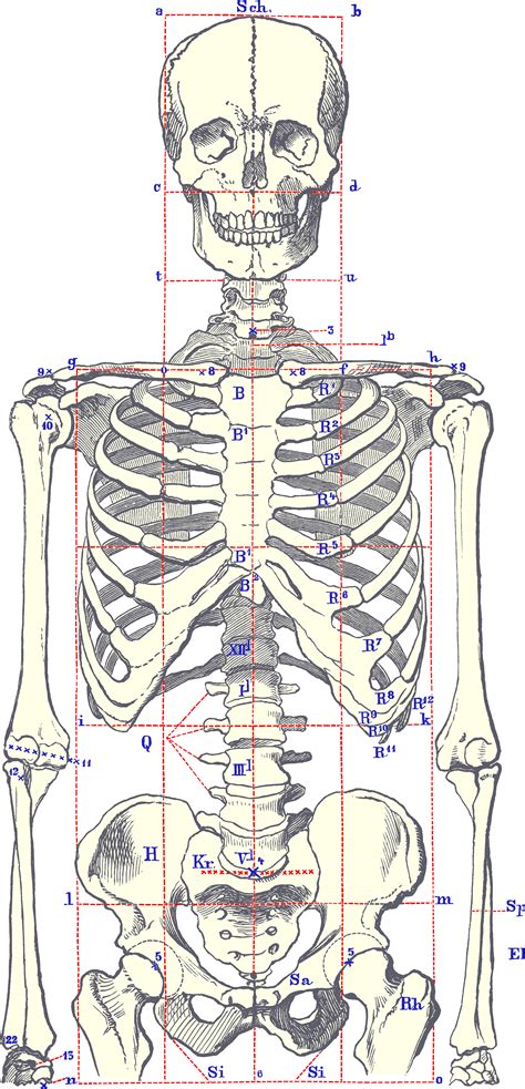 SkeletonBodyFront | Arte de anatomía humana, Arte de anatomía, Anatomía del esqueleto