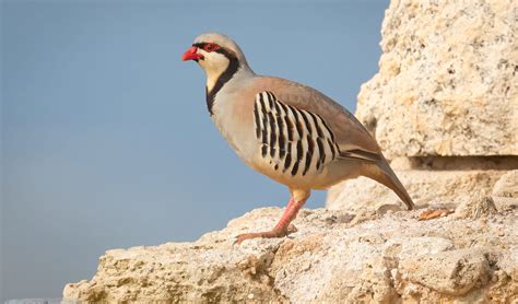 Chukar partridge facts, distribution & population | BioDB