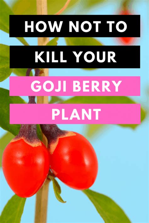 Goji Berry Plant Care (Lycium barbarum) - #1 Best Tips