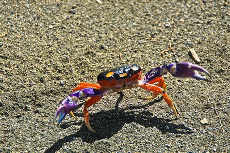 Dancing Crab Photograph by John and Julie Black - Fine Art America