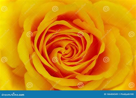 Beautiful Yellow Rose Close Up of Petals on Center Stock Image - Image of natural, color: 166404349