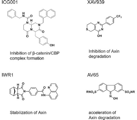 Small-molecule Wnt signaling inhibitors | Download Scientific Diagram