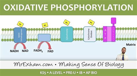 Oxidative Phosphorylation Mitochondria