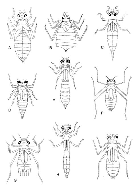 Anisoptera larvae. A-Gomphidae: Megalogomphus sp.; B-Gomphidae:... | Download Scientific Diagram