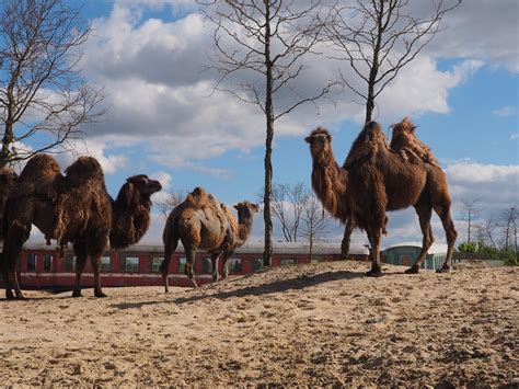 Camels Zoo Animals - Free photo on Pixabay - Pixabay