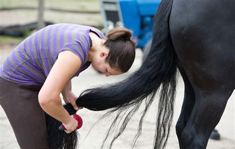 How to do dressage plaits with Sarah Millis: VIDEO