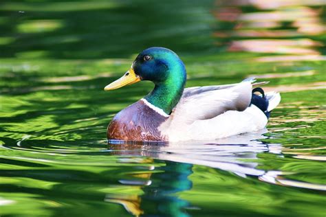 Online crop | HD wallpaper: duck, lake, water, animal, nature, bird, swim, alone, portrait ...