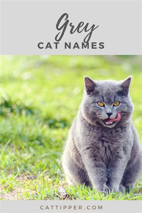 65+ Grey Cat Names {and their meanings}