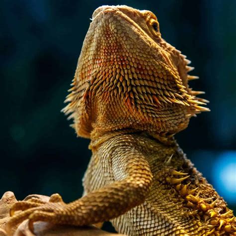 Do Bearded Dragons Bite? Full Guide + Video! – Reptiles Time