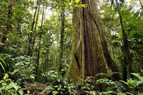 Amazon Rainforest, crazy trees | Amazon (Brazil) | Pinterest | Amazon rainforest, Brazil and ...