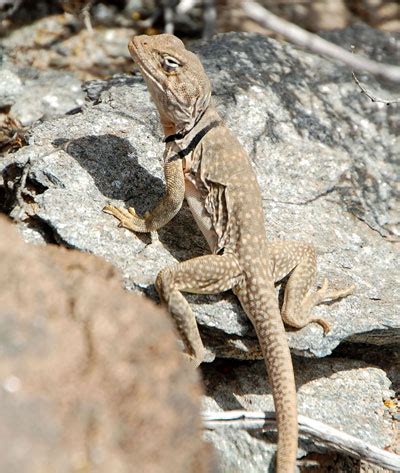 Sonoran Collared Lizard in the Sonoran Desert