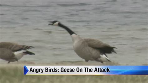 Angry birds: Geese on the attack