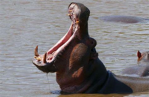 The Craziest Animals That Live In The Nile River You'd Never Want To Encounter