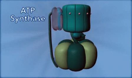 JimSpace: The Continuing Marvel of ATP Production