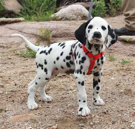 Dalmatian Rescue Of Tampa Bay - Other - North Tampa - Tampa