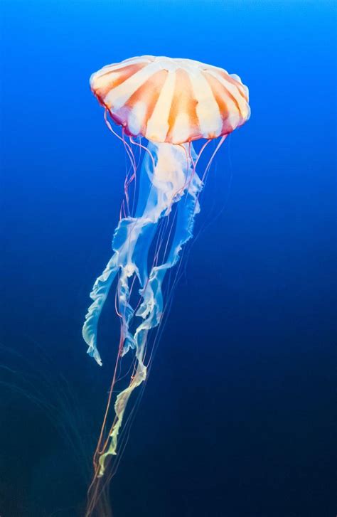 Neon Jellyfish Wallpapers - Top Free Neon Jellyfish Backgrounds - WallpaperAccess