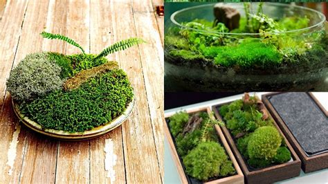 6 Best Ideas For Making Moss Garden Indoors