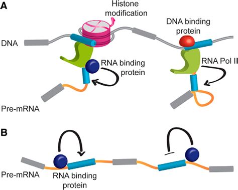 Alternative Rna Splicing