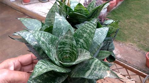 Snake plant-Indoor air purifier plant - YouTube