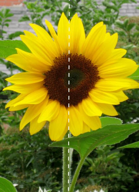 Shapes and symmetry in nature using sunflowers - NurtureStore