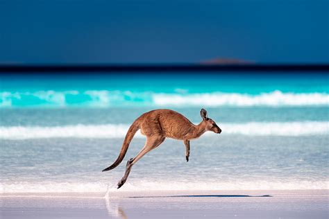 Why Do Kangaroos Hop Without Seeming To Get Tired? » ScienceABC