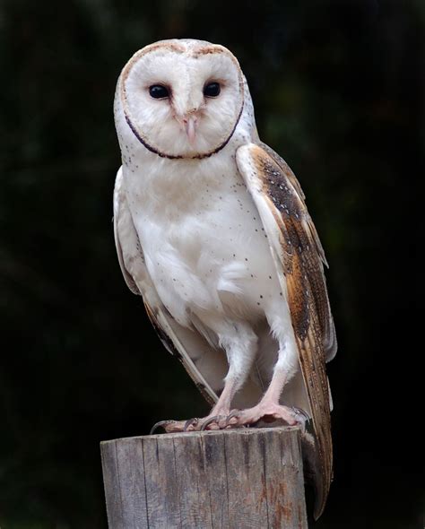 Barn owl | New Zealand Birds Online Bike Wallpaper, Movies Wallpaper, Owl Species, Greenfinch ...