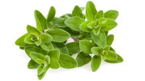 Marjoram: a versatile herb for cooking and aromatherapy - Nexus Newsfeed