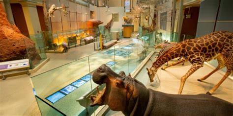 Smithsonian National Museum of Natural History - Free Tour!