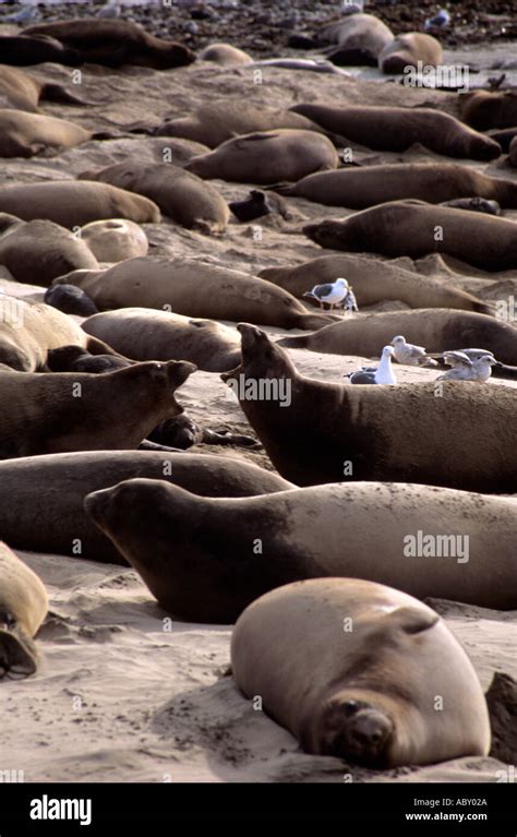 Elephant Seals at Ano Nuevo State Reserve Stock Photo - Alamy