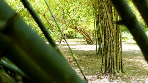 Bamboo Plantation | Travel Oriental Mindoro