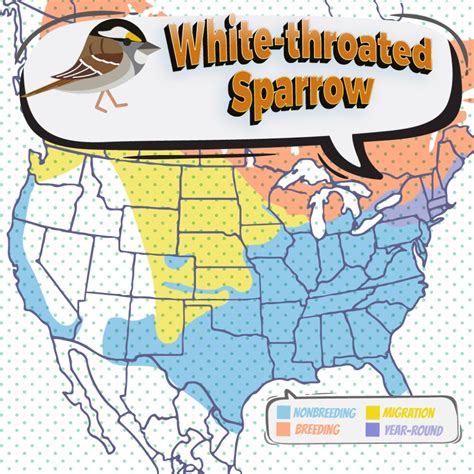 White-throated Sparrow - Bird Watching Academy