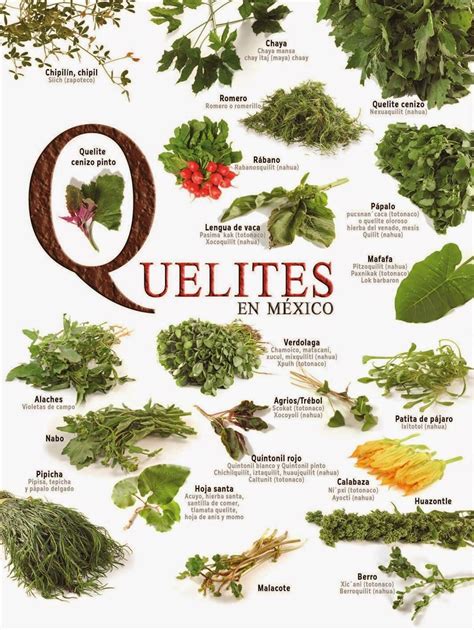 Receta de Quelites de mi Nanaita (My Great-Aunt's Quelite Greens Recipe ...