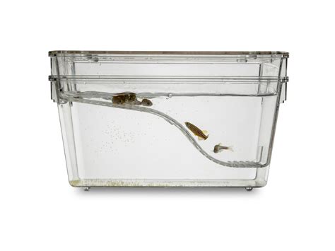 1.7L Sloping Breeding Tank - Tecniplast UK