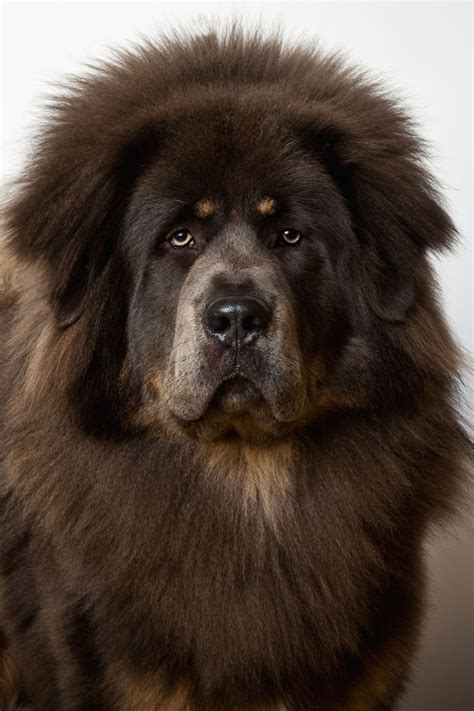 Big Black Dog Breeds, 10 Breeds of Dog with Wonderful Black Coats | Pets4Homes, These huge dogs ...