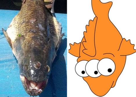 Blinky in Real Life? Three-Eyed Fish Caught in Argentina | Gadgets, Science & Technology