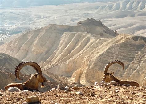 14 Amazing Things to Do in the Negev Desert of Israel