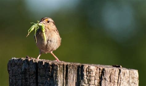 Items similar to Bird Photograph, Bird Eating Grasshopper Art Print ...