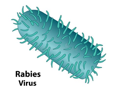 Rabies Symptoms Stock Illustrations – 145 Rabies Symptoms Stock ...