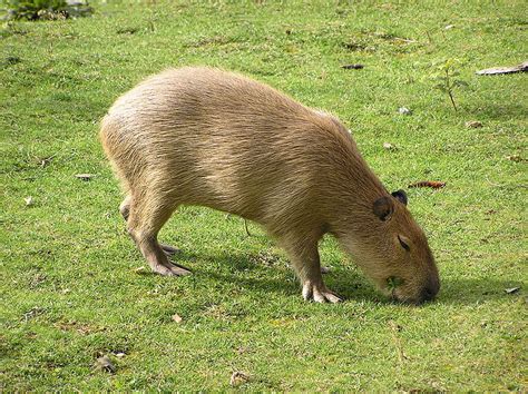 Capybara Facts, Diet, Habitat, Lifespan, as Pets, Pictures