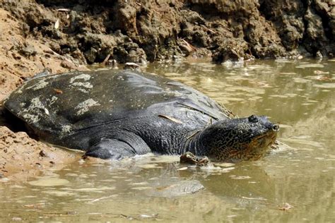 1-Yangtze-Giant-Softshell-Turtle_Photo-by-Gerald-Kuchling