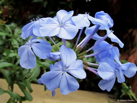 Plumbago auriculata – PLANTBOOK