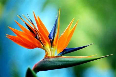 Birds of Paradise