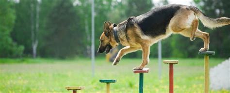 What Are the Basic Schutzhund Training Commands (German)?