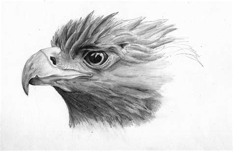 Golden eagle sketch by Lizandre on DeviantArt