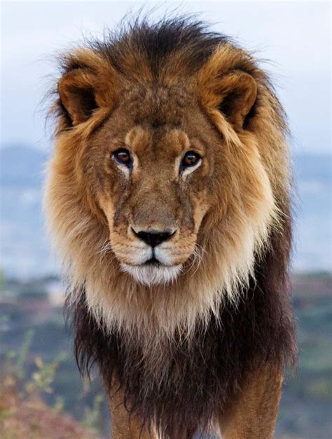 African Male Lion by Cheryl Nestico | Male lion, Animals beautiful, Lions