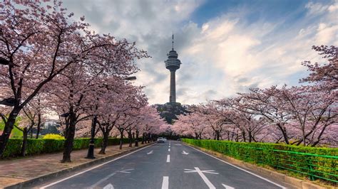 Discover the Cultural Treasures of Daegu: A Captivating Springtime Journey into Korean Heritage ...