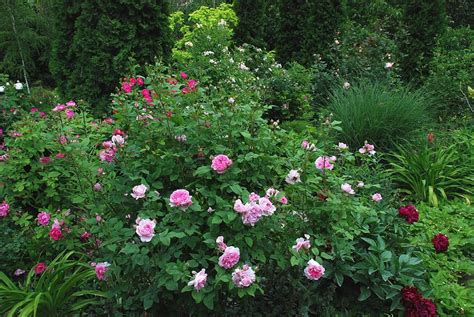 Cottage Rose | Cottage garden roses, Cottage garden design, Rose cottage