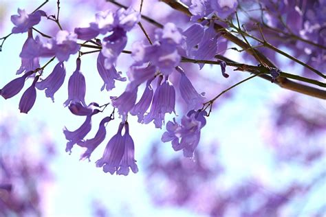 Jacaranda Flowering Conditions - How To Get A Jacaranda To Bloom