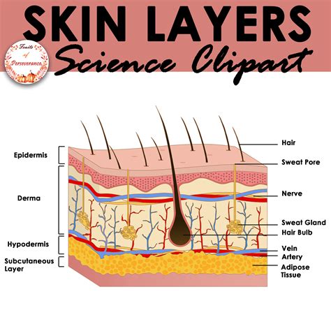 FREE Skin Layers Clip art | Excretory System Clip art | Made By Teachers